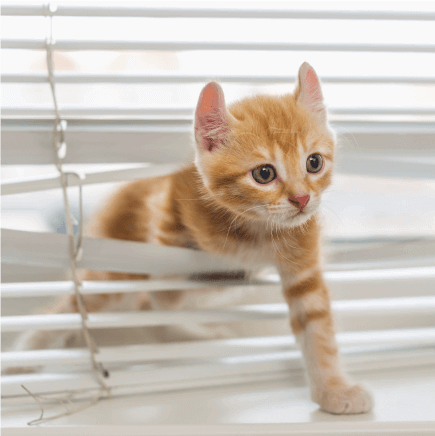 Contact our Veterinarians!