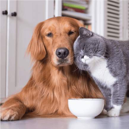 The Services we offer at Bronx Veterinary Center